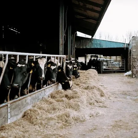 The Calf House Дом отдыха Borrisoleigh
